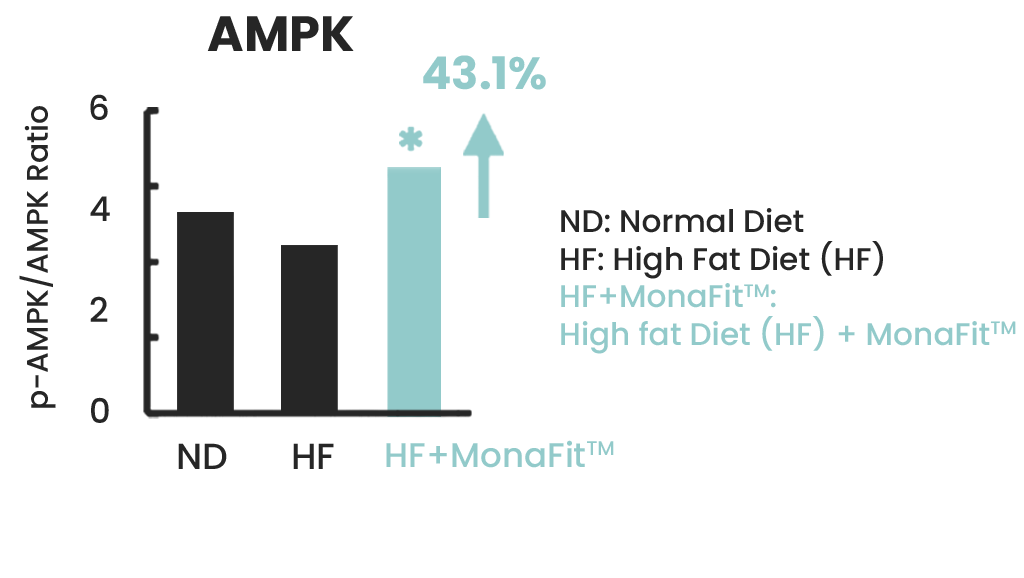 AMPK Activity Chart